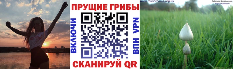 Купить где  Семикаракорск  Галлюциногенные грибы Magic Shrooms 